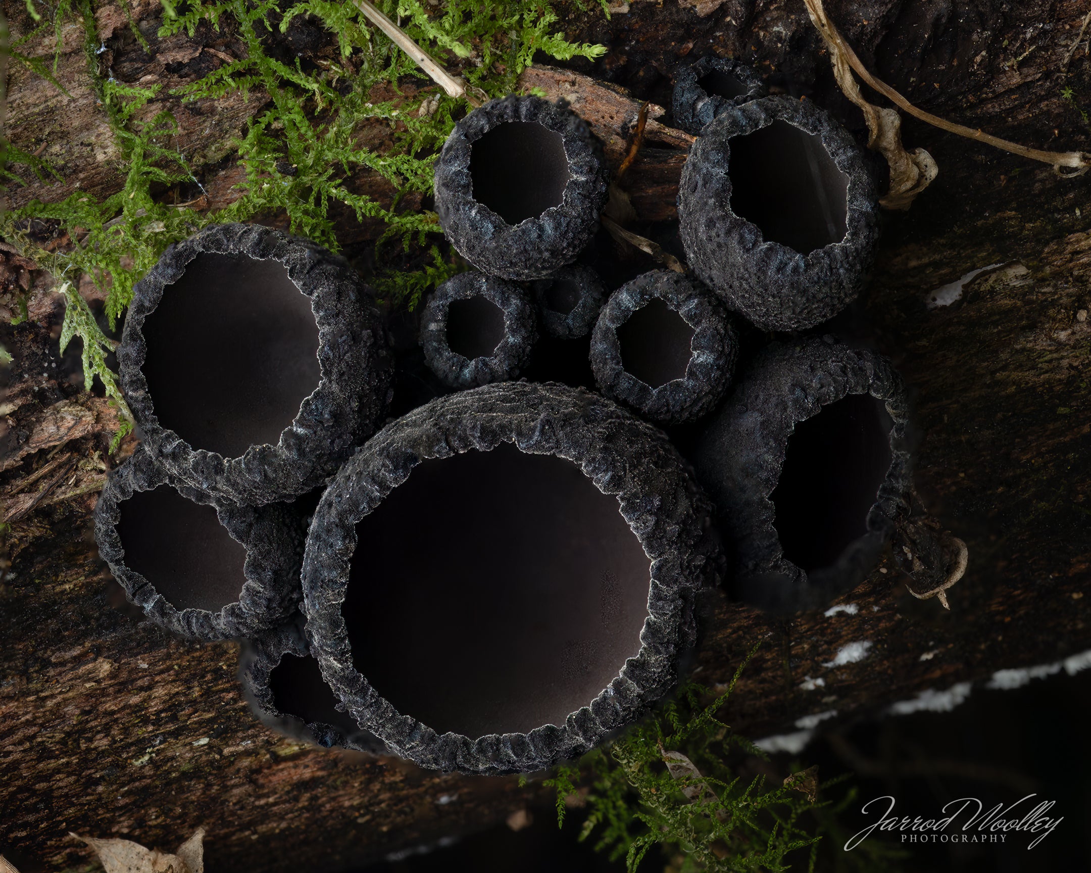 close up of a cup fungi on a damp log with moss