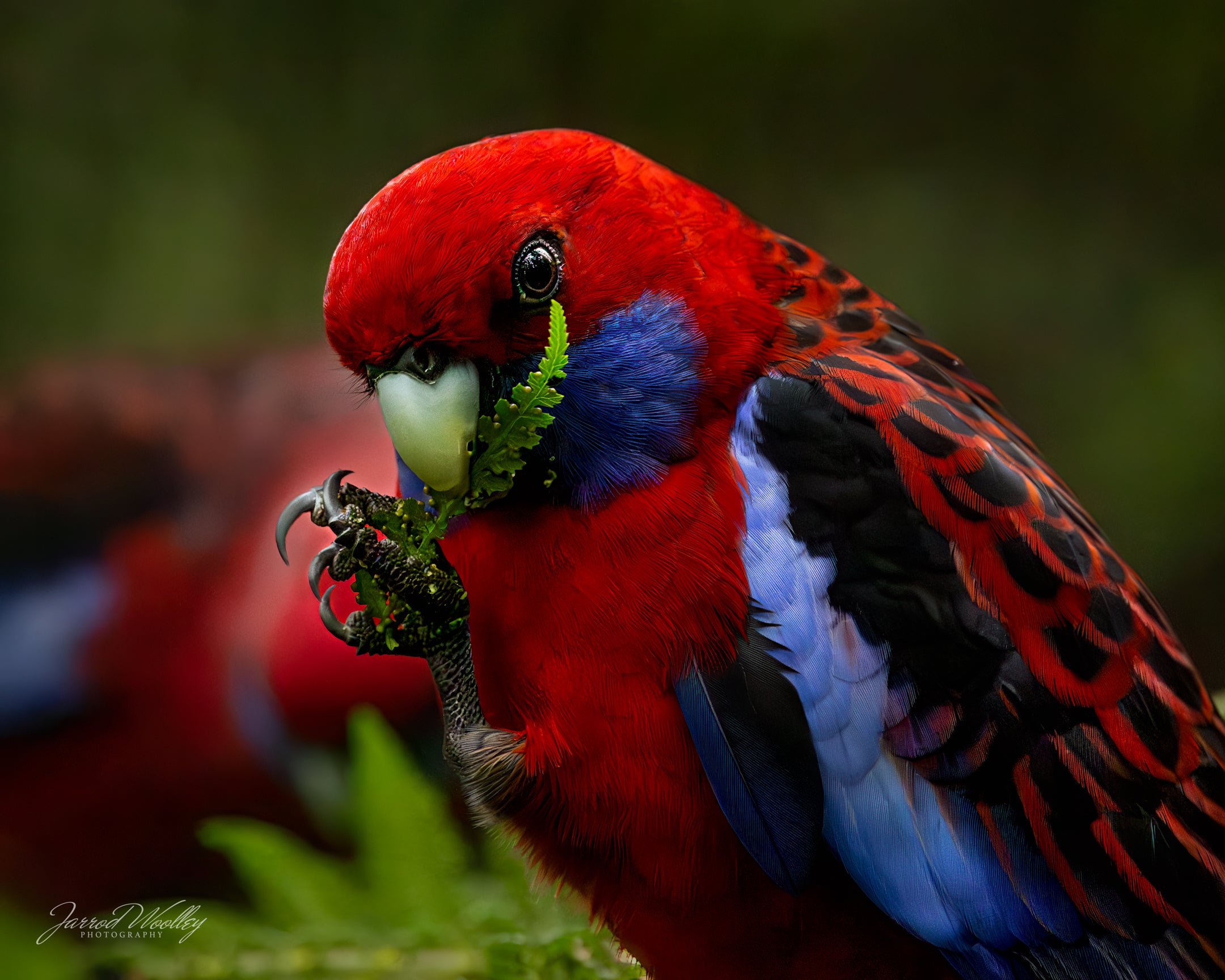 Extreme close-up photography of a Crimson Rosella feeding on fern fronds in the Grampians National Park.