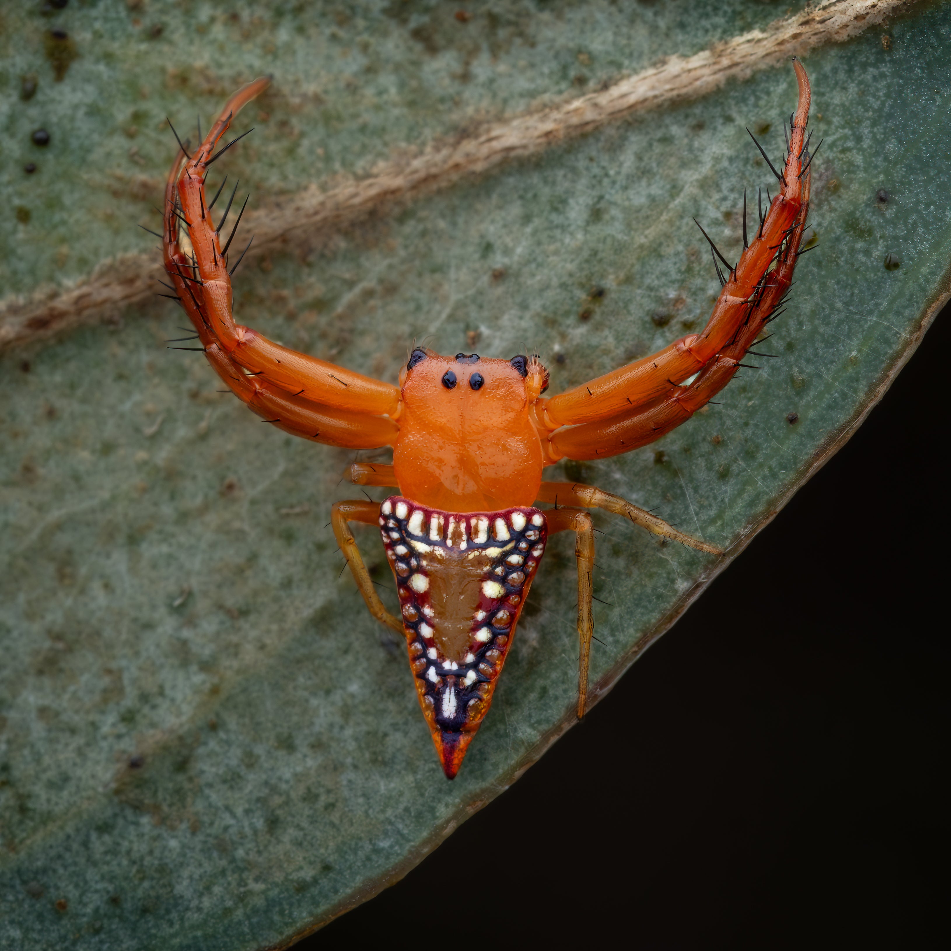High-detail macro photography of a spider on a green leaf, captured in the Grampians region